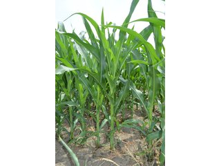 Property photo 131 - LAND AUCTION - 215+/- ACRES OFFERED IN 6 TRACTS IN VAN WERT COUNTY, OHIO